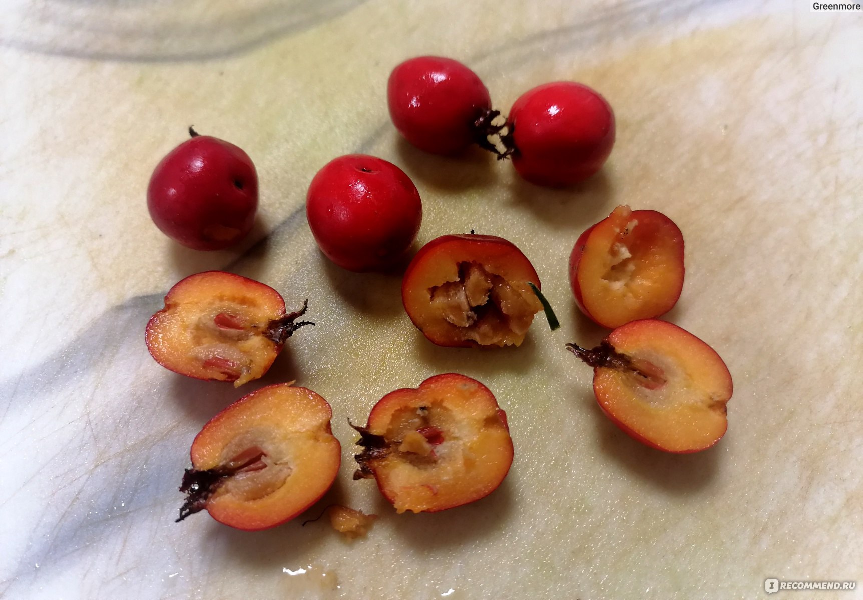 Weißdornbeeren frisch und aufgeschnitten — Inhaltsstoffe für Gelenke